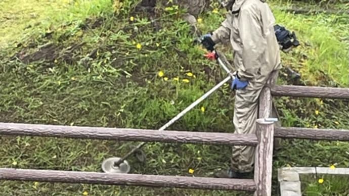 コロナ予防接種の病み上がりと梅仕事 に