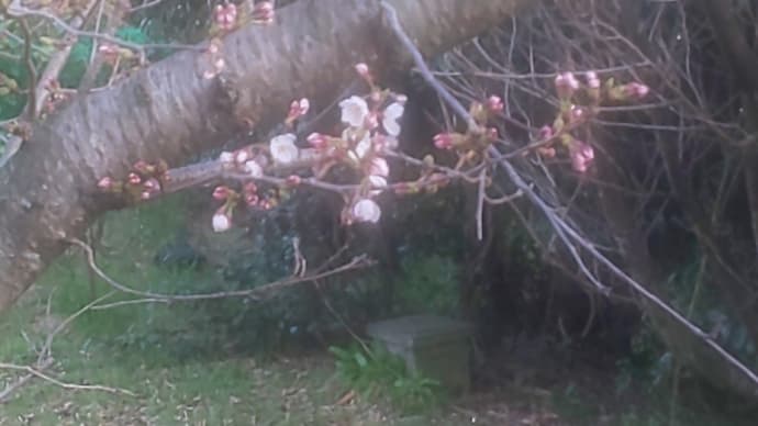 桜。