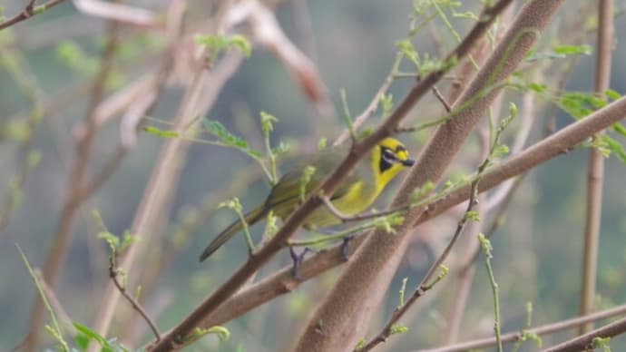 亜熱帯の森