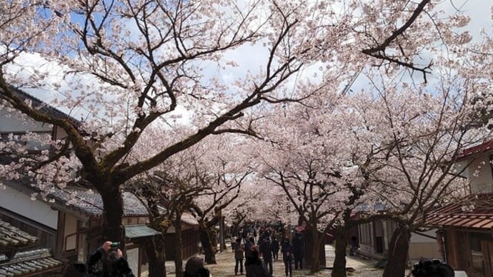 がいせん桜~2023年4月8日