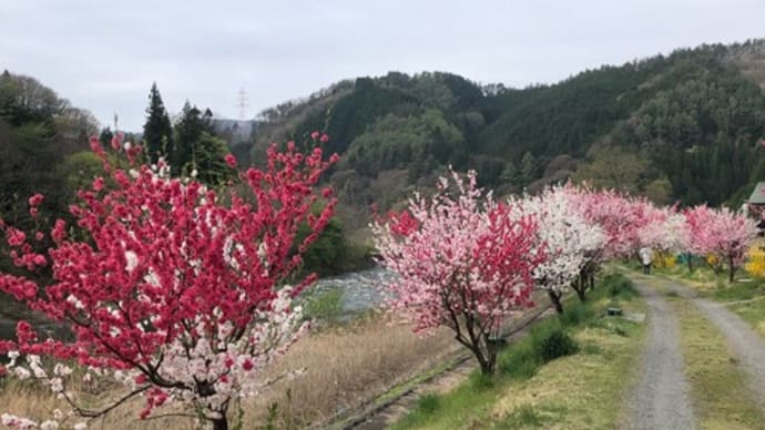 川西の花桃と滝