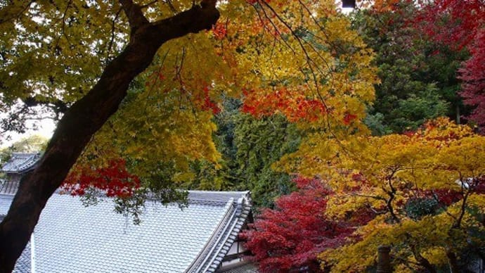 楊谷寺（柳谷観音）の紅葉