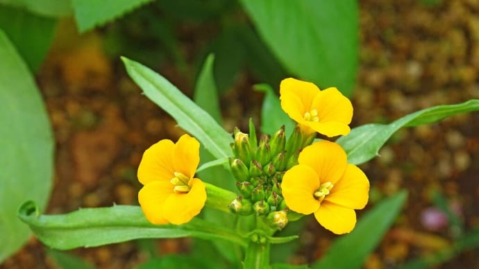 いま咲いてる花 過去に咲いた花