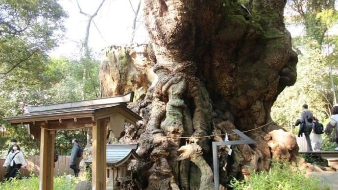 熱海 來宮神社 樹齢2100年の大楠