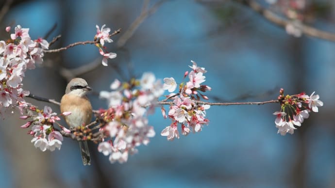 桜も終盤・・・シマアカモズ その1