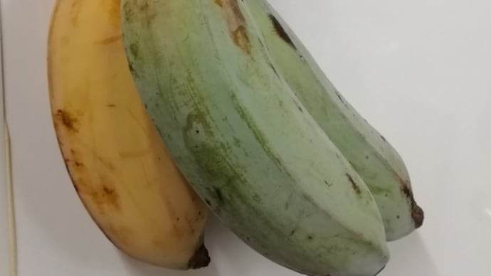 観察日記 4日目