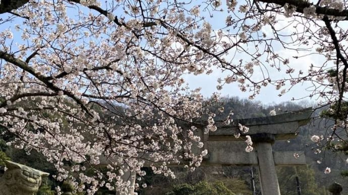桜ざんまい、日本人は「桜が好き」なんだなぁ… そう思う