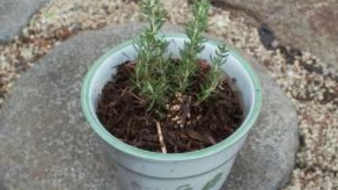 室内植物 気まぐれ 花の生育録 室内植物 気まぐれ 花の生育録