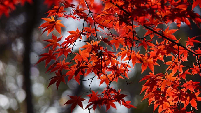九品仏(浄真寺)の紅葉 その1