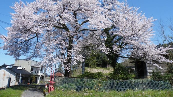 ジャイ子と行く桜巡りライド・4.10