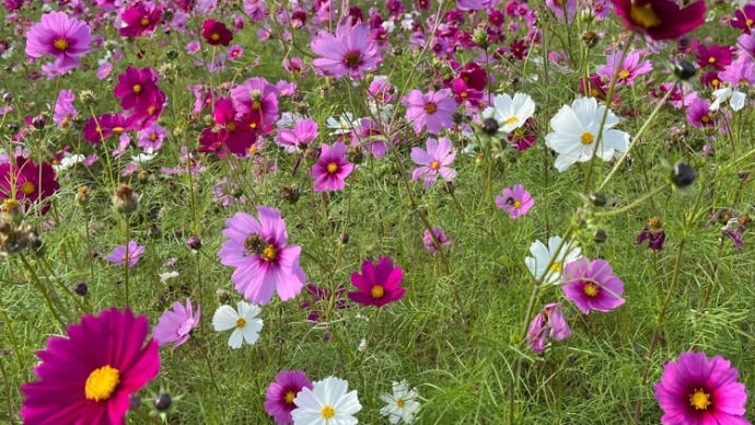 高知の絶海コスモス畑✿✿✿