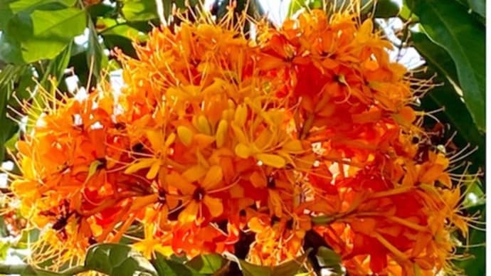 タイ語 セット単語 ~ 植物 草木の名前