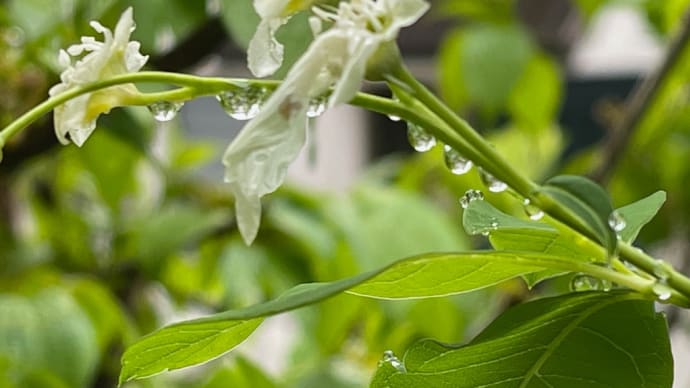「栂緑道」雨上がりの散歩道🚶♀️🚶♂️