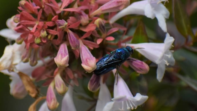 アベリアは虫たちのお気に入り②オオセイボウ