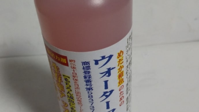 キューブ200のメダカが天国にでも針子が生まれていた