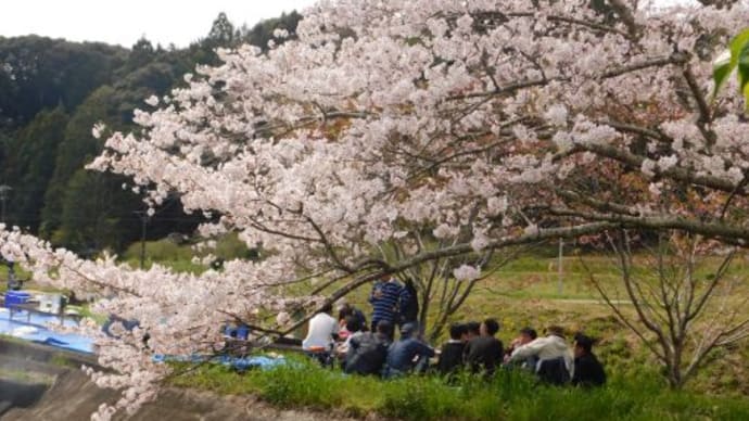 サクラの下でお花見会