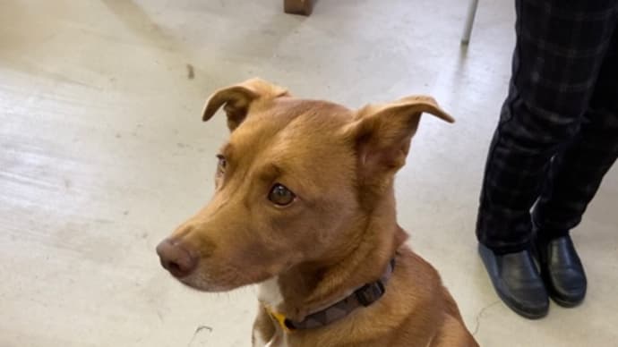 手作り犬ごはん講座!