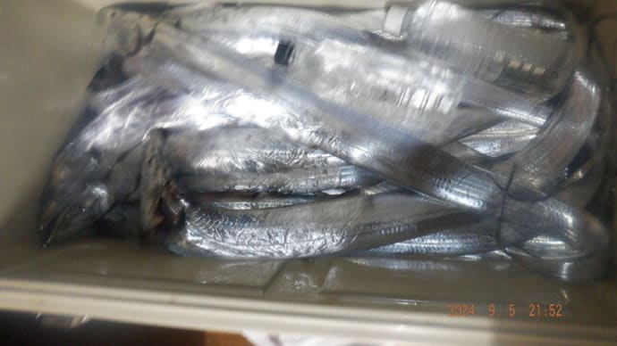 釣魚タチウオ下処理 本日刺し身・真子煮付けで頂きました