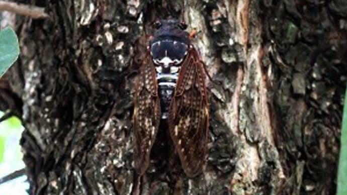 ご近所散歩でもノコギリクワガタ