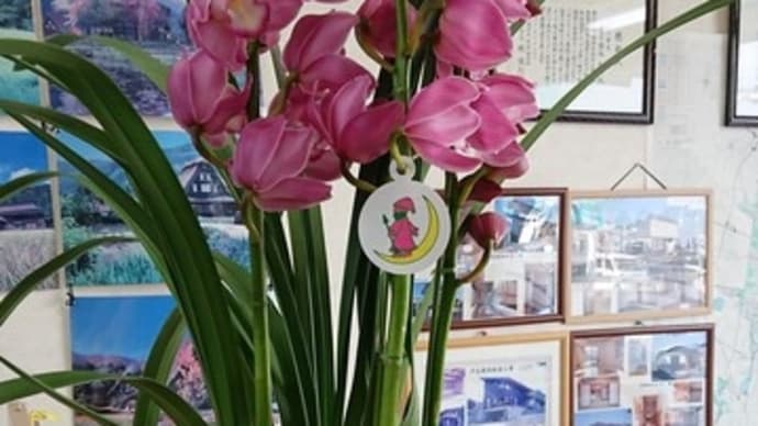 年末のご挨拶に蘭の花頂きました