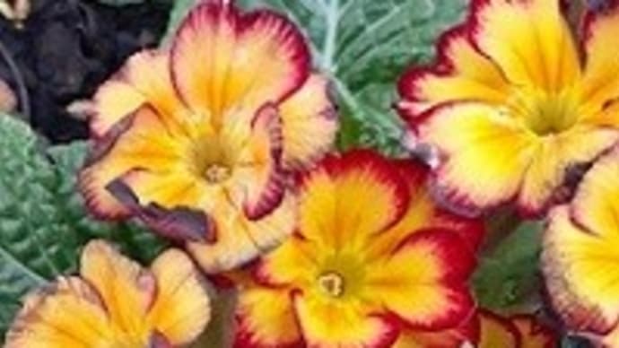 冬の花*プリムラとエリカとイベリスとサンルームで冬越し中の日々草のお手入れをしたとですぅ~(*´▽`*)