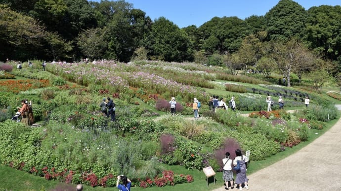 コスモス狩り　神奈川県横浜市旭区上白根町　秋の里山ガーデンフェスタ（6）花の見晴らしデッキより