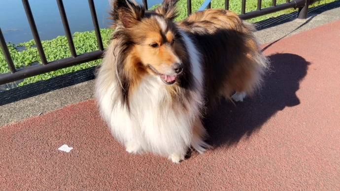 またまた江津湖公園で散歩しました🐶