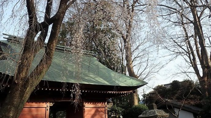 妙福寺の枝垂れ桜など
