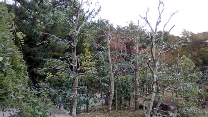 アラカシ（日本庭園主庭奥の樫林）の剪定