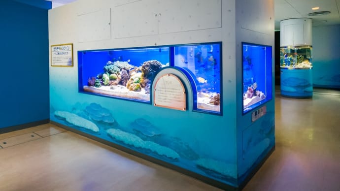 東海大学海洋科学博物館 1F きらきら★ラグーン FILE:1
