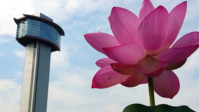 Lotus flowers