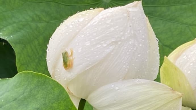 雨の日の散歩道の花達!