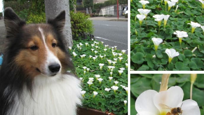 小次郎と冬の草花 - フヨウカタバミ(芙蓉酢漿草) -