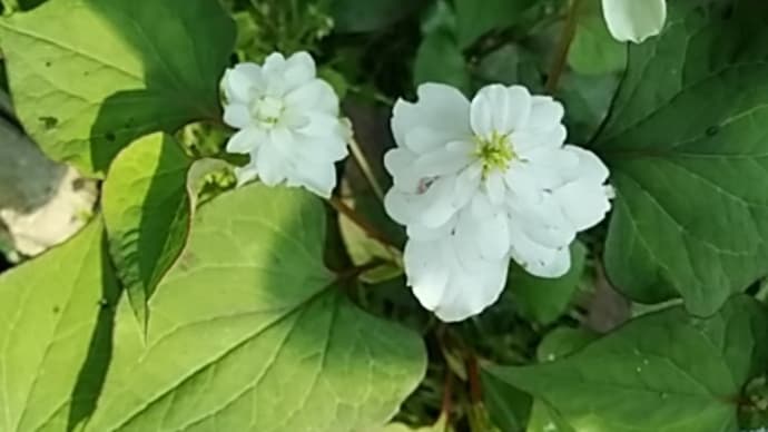 八重のドクダミ(十薬) 桜の実