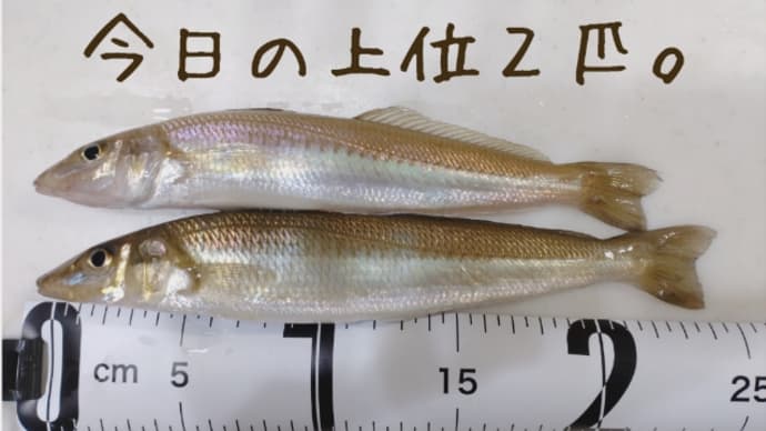 回復傾向とキス釣り。