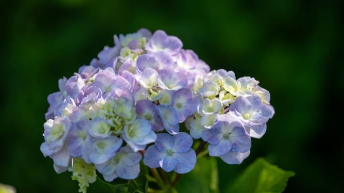 権現堂公園の紫陽花 その36