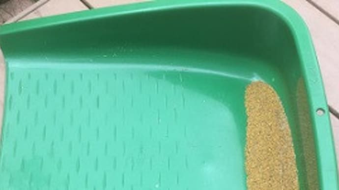 からし菜の種の夾雑物除去も良い方法が見つかっていた!!~自然農園 & 何となくスピリチュアル~