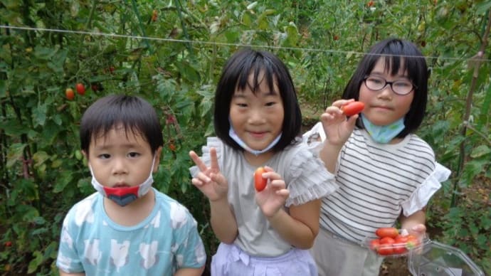~ミニトマト収穫体験🍅 ~