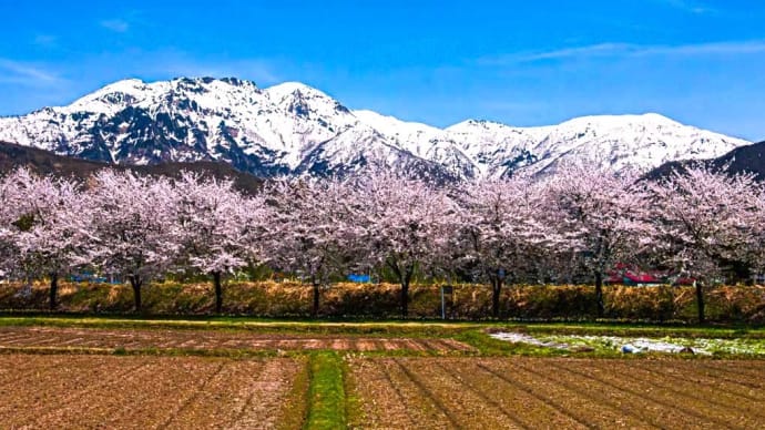 春の訪れを感じて(その3)、 残雪の八海山(魚沼三山(越後三山))と桜並木 (アーカイブス)