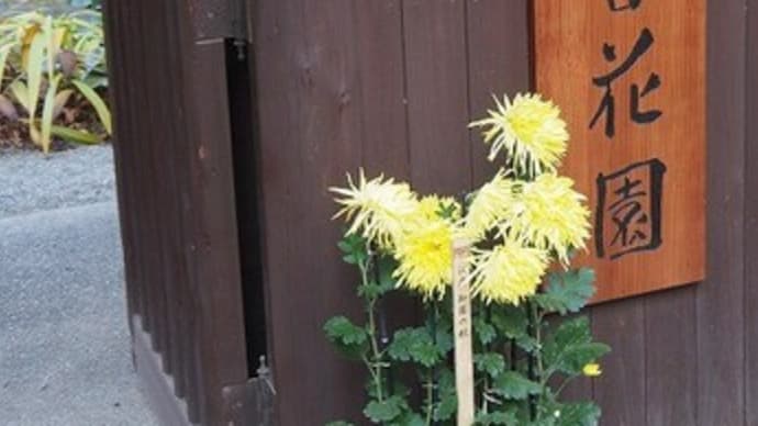 にしさんの花日記 東京 向島百花園 菊