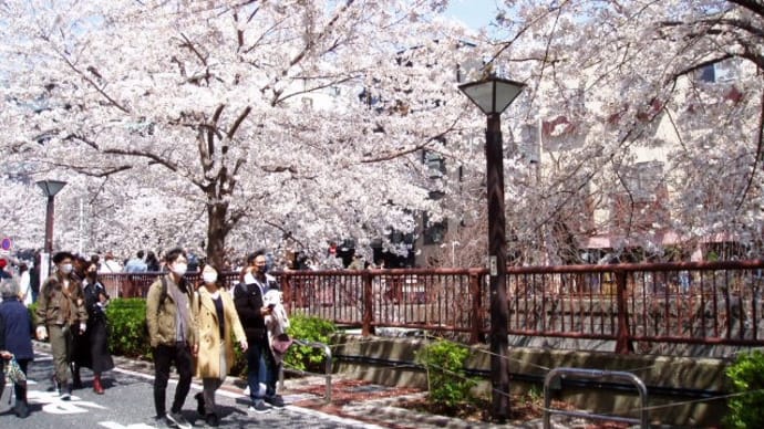 春爛漫‼　目 黒 川 の 桜　（令和３年３月）
