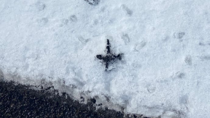 雪はうれしい☃️