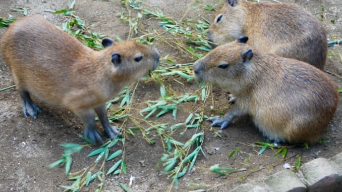 サユリワールド その2