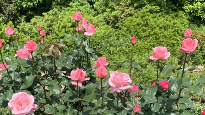 5月の薔薇