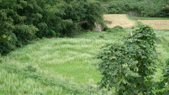 美咲町・大垪和棚田の蕎麦の花