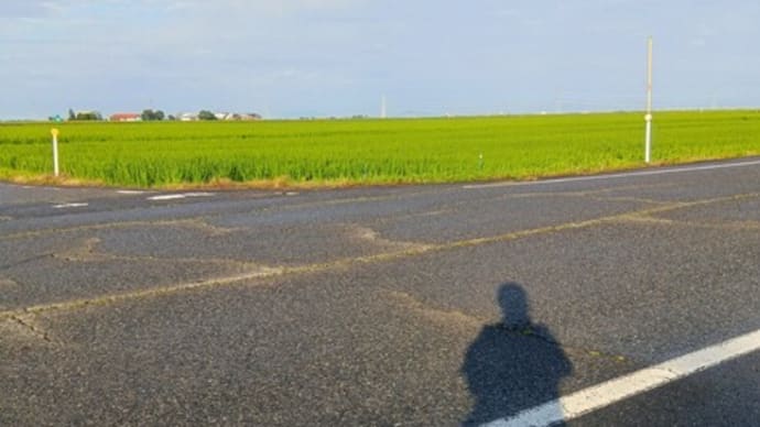アシカと散歩
