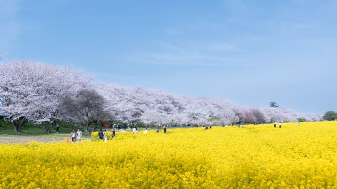 今日の権現堂堤
