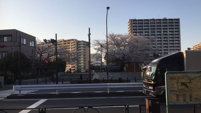 今日の散歩道 散歩がてらに花見