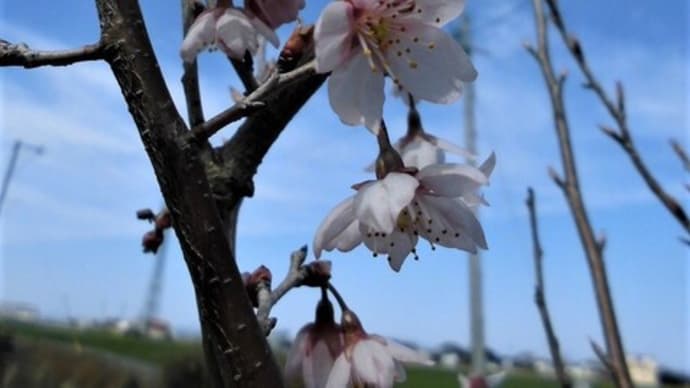 確定申告 & 我が家の啓翁桜(けいおうざくら)2023年