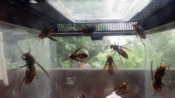 オオスズメバチのオス蜂たち